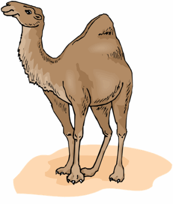 Camel