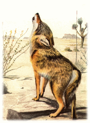 Coyote