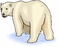 Polar Bears