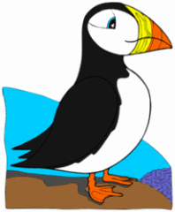 Puffin