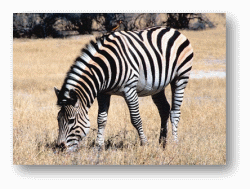 Zebra