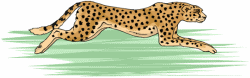 Cheetahs