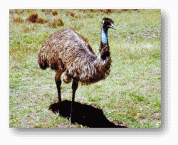 Emus