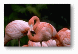 Flamingos