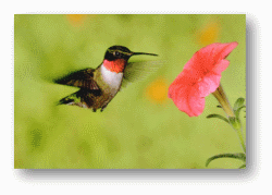 Hummingbirds