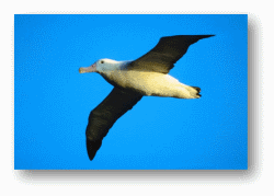 Wandering Albatross