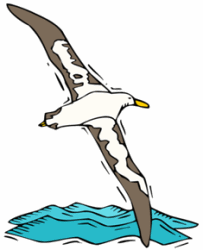 Wandering Albatrosses