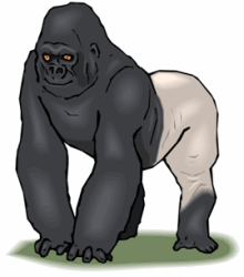 Gorillas