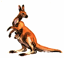 Kangaroos