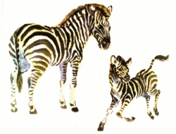 Zebras