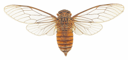 Cicadas