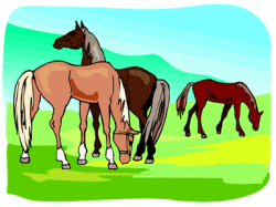 Horses