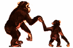 Chimpanzees