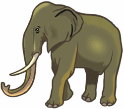 Elephant