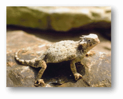 Short-Horned Lizards