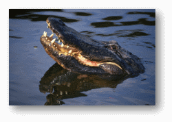 Alligator