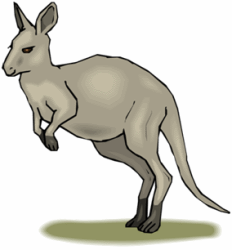 Kangaroos