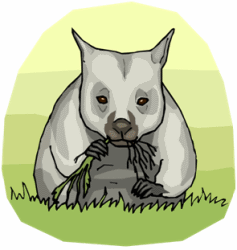 Wombat