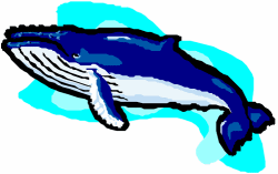 Blue Whale