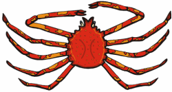 Japanese Spider Crabs