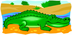 Crocodile