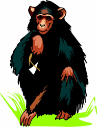 Chimpanzee