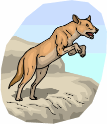 Dingo