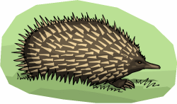 Echidna