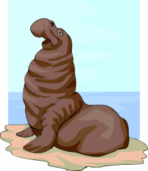 Elephant Seal