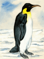 Emperor Penguin