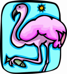 Flamingo