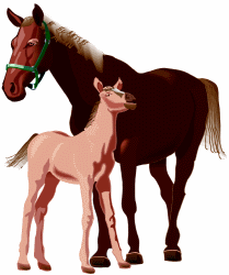 Foal