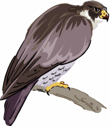 Falcon