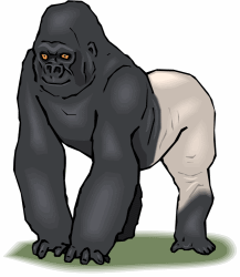 Gorilla