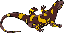 Gecko