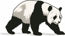 Giant Panda