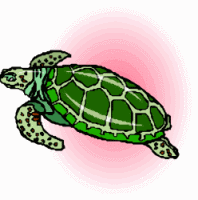 Green Sea Turtle