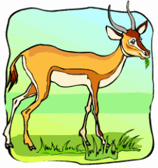 Antelope