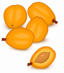 Apricot