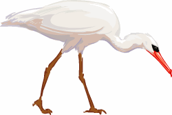 Ibis