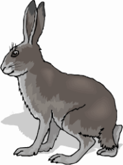 Jack Rabbit