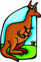 Kangaroo