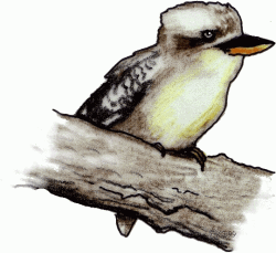 Kookaburra