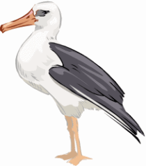 Albatross