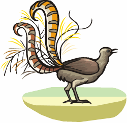 Lyrebird