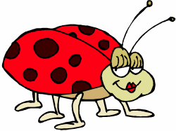 Ladybug