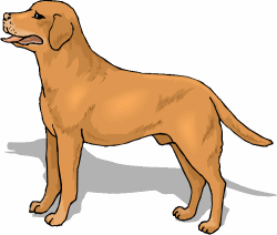 Labrador