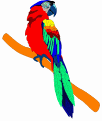 Macaw