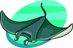 Manta Ray