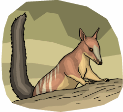 Numbat